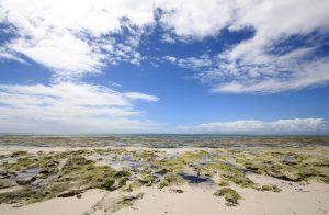 Plage, Pingwe, Zanzibar, Tanzanie.