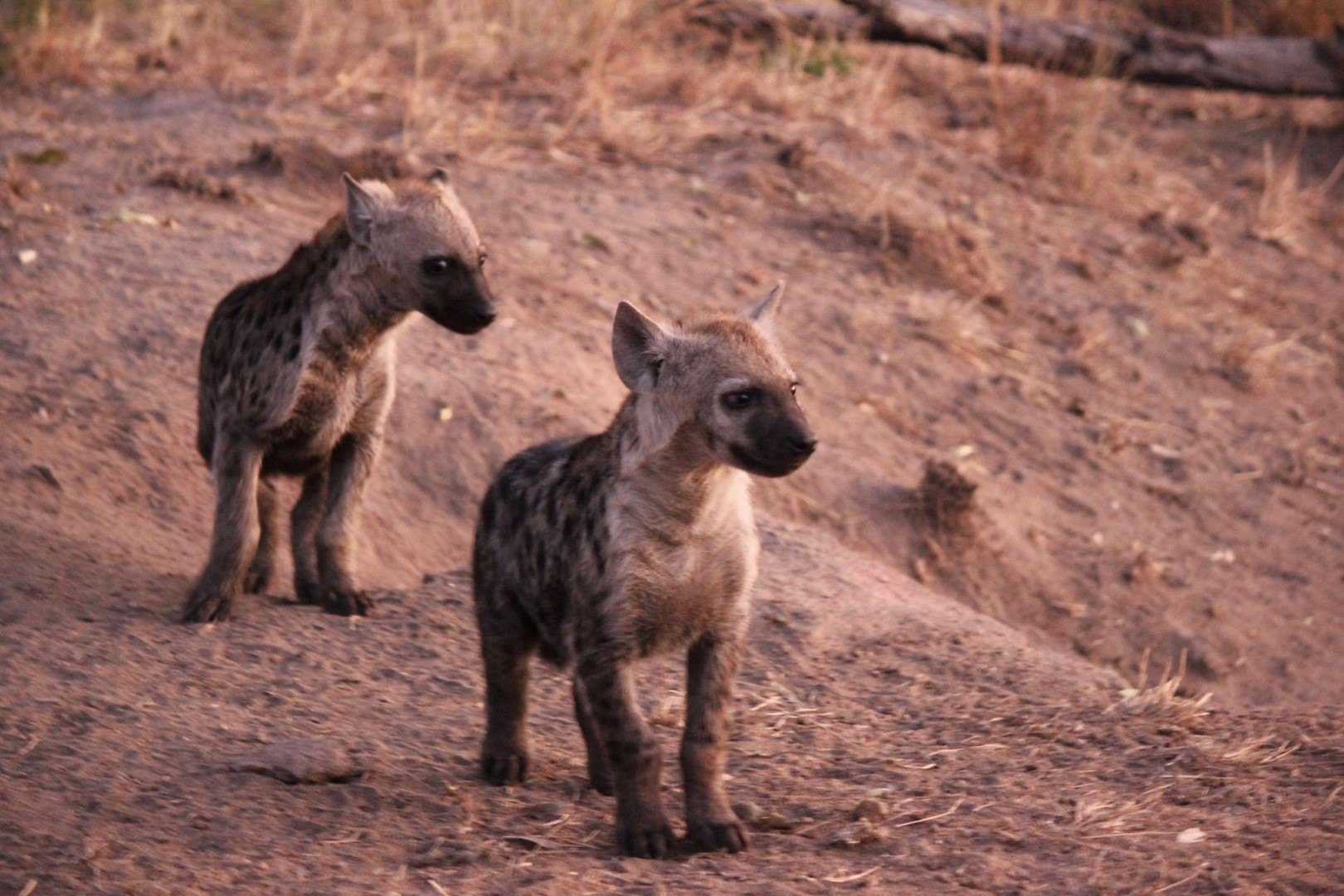 Les bébés de la hyène jouant à l'aube dans la savane Africaine.