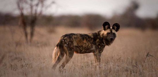 An endangered African Wild dog looking at the camera 