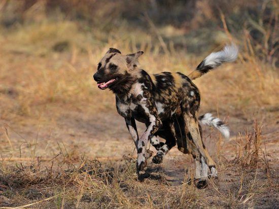 Durante el verano, el Kruger presenta una vegetación más baja, facilitando los avistamientos