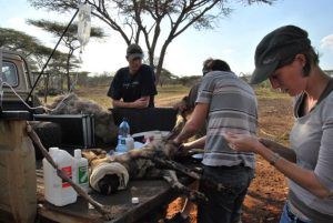 Association Wildlife Act en pleine opération de sauvetage du Wild Dog ou chien sauvage, espèce hautement menacée en Afrique