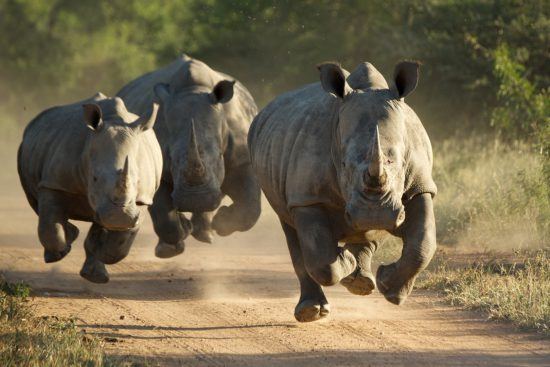 Endangered Rhinos running towards the camera on a road