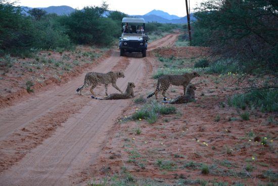 Geparden auf Safari