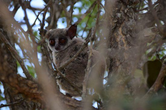 Bush Baby in den Bäumen