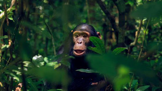 An endangered chimpanzee in the greenery