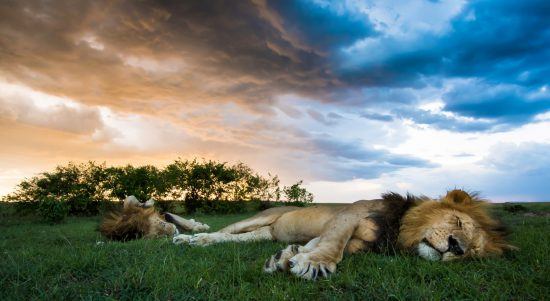 Löwen am relaxen