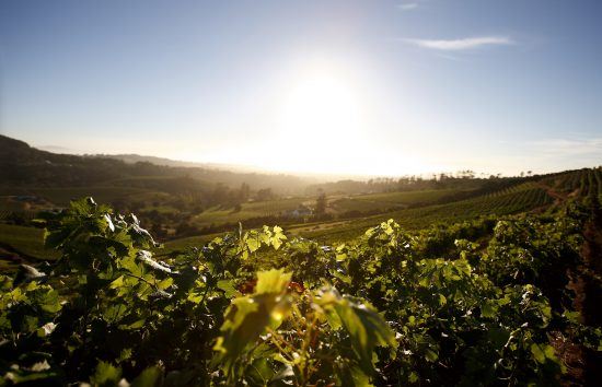 Os vinhedos de Beau Constantia iluminados pelo sol