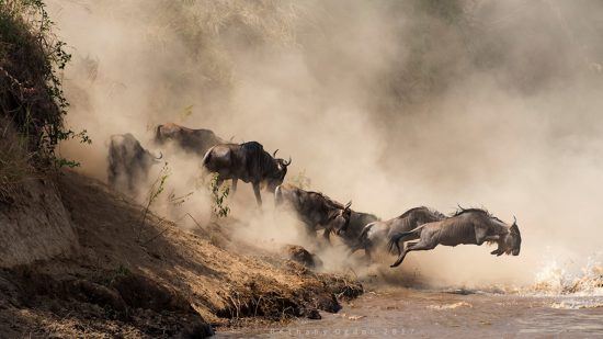 Flussüberquerung Gnu