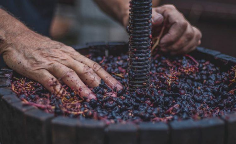 Producción de vino de alta calidad