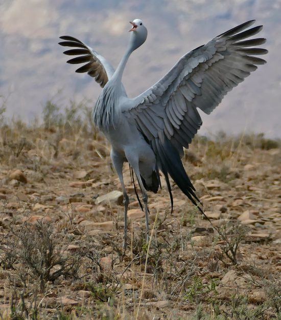 A blue crane lifting its wings