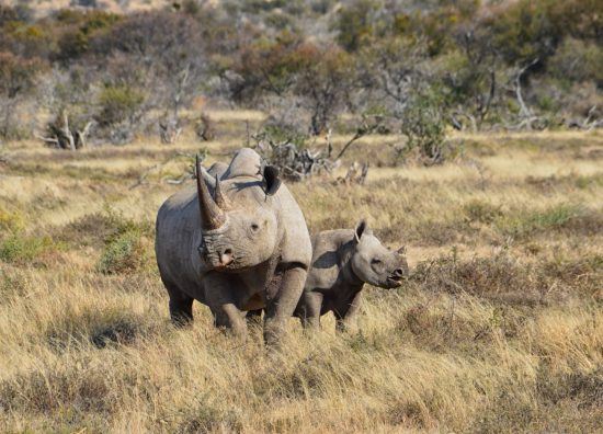 Spitzmaulnashorn mit Nachwuchs - Artikel über die Unterschiede zwischen Breitmaul- und Spitzmaulnashorn