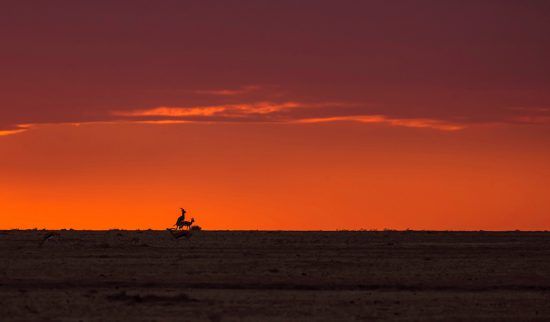 Sonnenuntergang Savanne