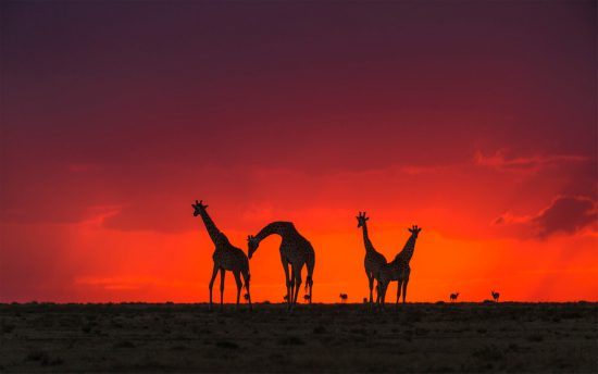 Giraffen bei Sonnenuntergang