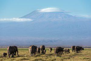 Éléphants dans le Parc National d'Amboseli avec le Kilimandjaro en toile de fond