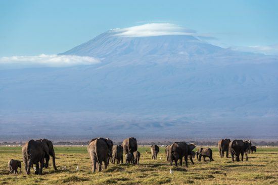 Elefantenherde grast im Amboseli Nationalpark mit dem Kilimanjaro im Hintergrund