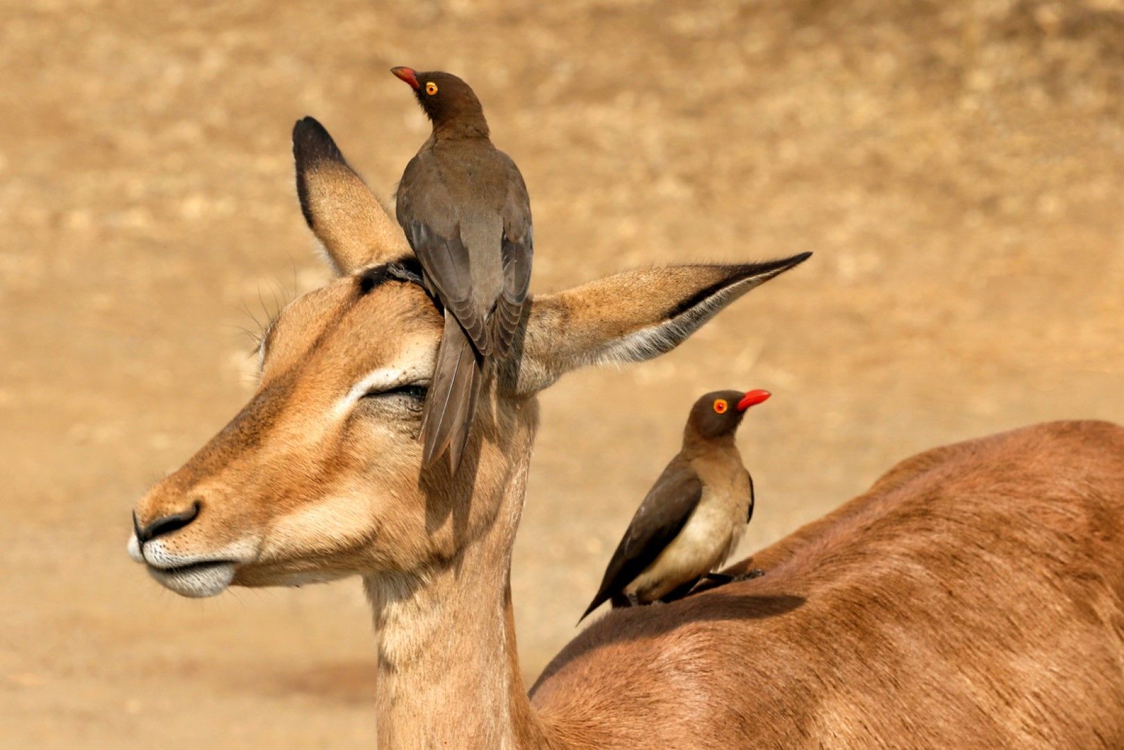 Vögel auf Gazelle