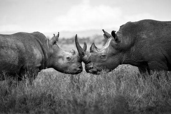 Close up of two endangered rhino touching horns