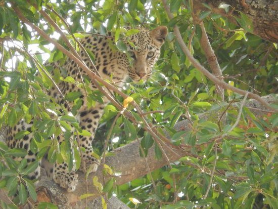 Leopard in a tree in the Okavango Delta 