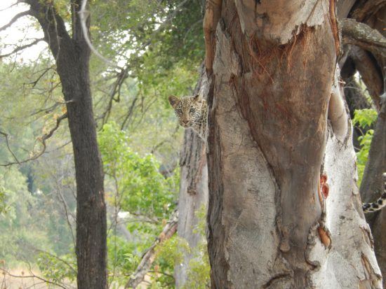 A Leopard peers from behind a tree trunk