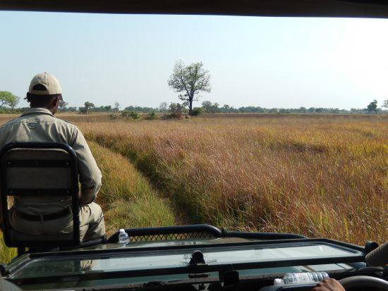 A view from the safari 4x4