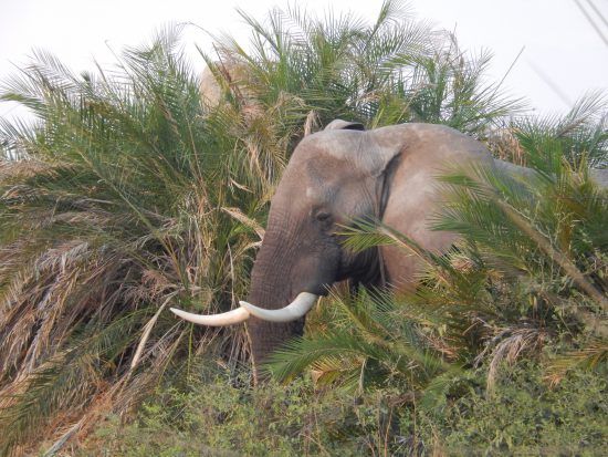 Elephant in the Okavango Delta 