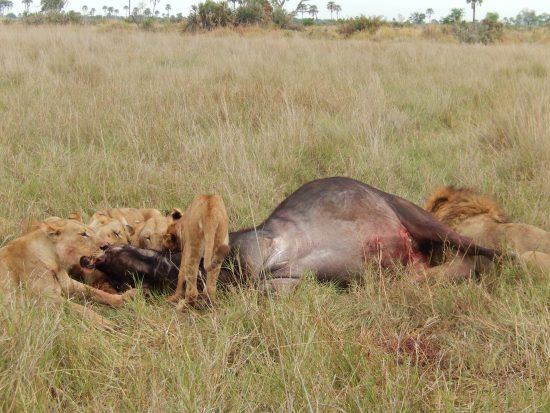 Lion pride eating a Cape Buffalo in the Okavango Delta