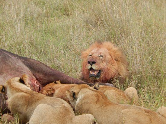 Lion pride eating a Cape Buffalo in the Okavango Delta