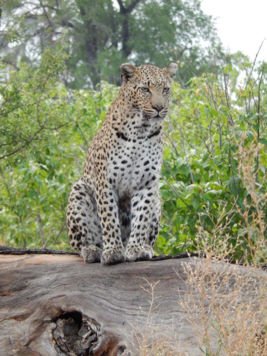 Leopard on a rock in the Okavango Delta