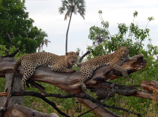 Leopard brothers on a branch in the Okavango Delta