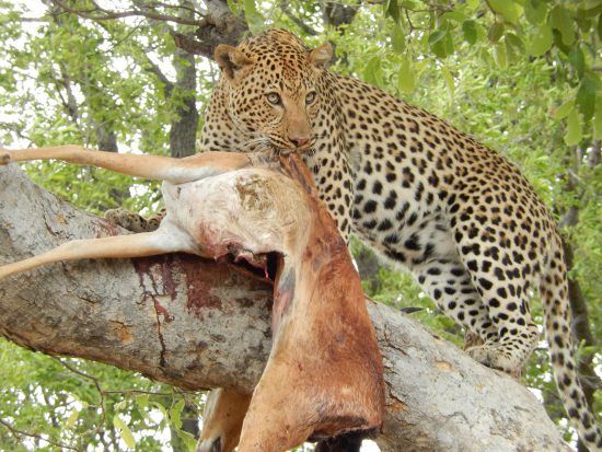 Leopard with an impala in a tree