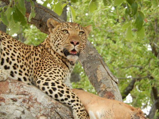 Leopard in the Okavango Delta with its kill 