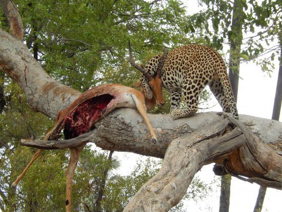 Leopard with a kill in the Okavango Delta