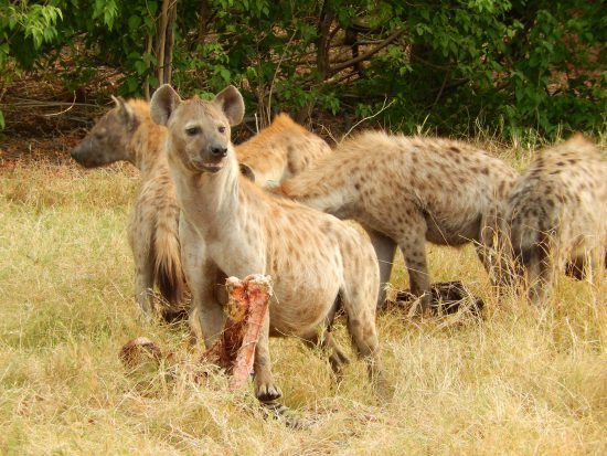 Hyena in the Okavango Delta