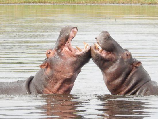 Hippos sparring in the okavango delta 