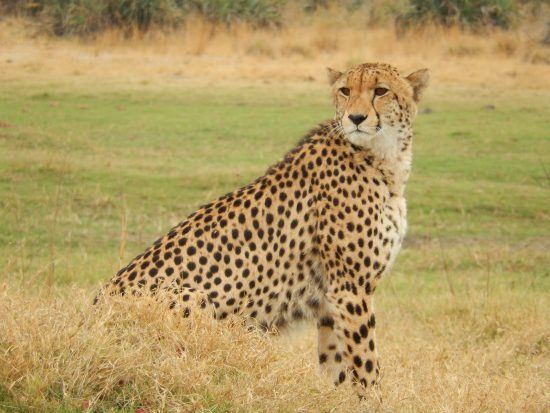 Cheetah in the Okavango Delta 