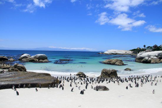 Les manchots de Boulders Beach