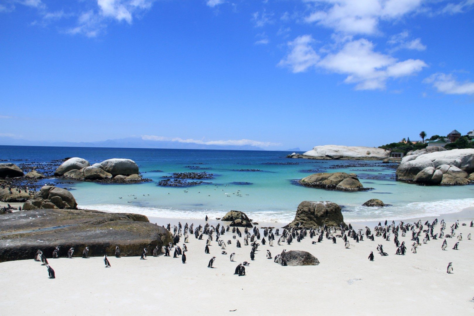 Pinguine am Boulders Beach südlich von Kapstadt