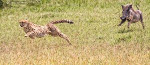 Guepardo e javali na savana africana