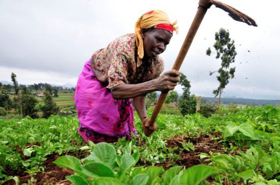 Eine Farmarbeiterin in der Mount-Kenya-Region