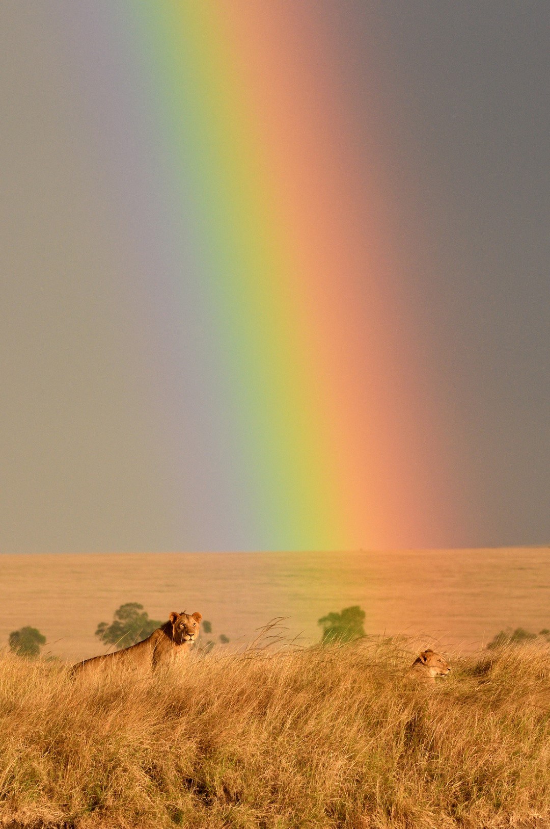 Regenbogen über der Savanne