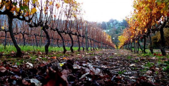 As vinhas durante o outono em Groot Constantia