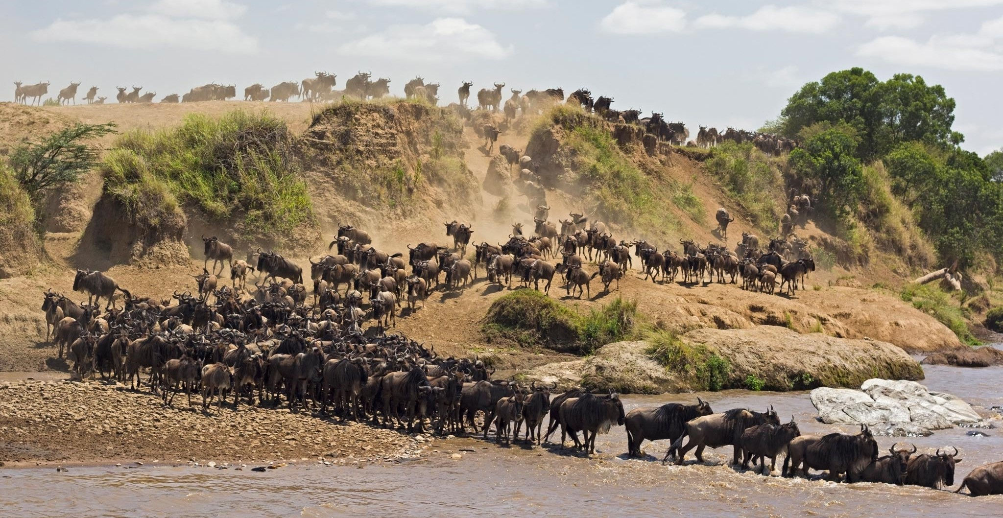 Wildebeest crossing river during Great Migration