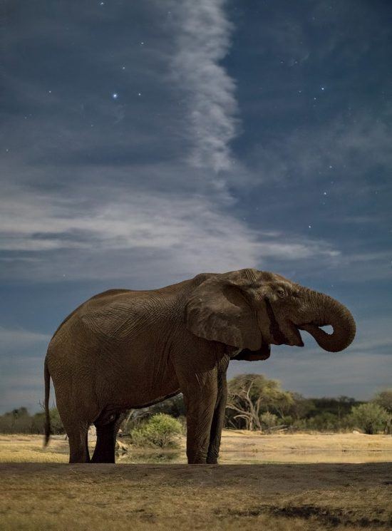 Elefant im Hwane Nationalpark