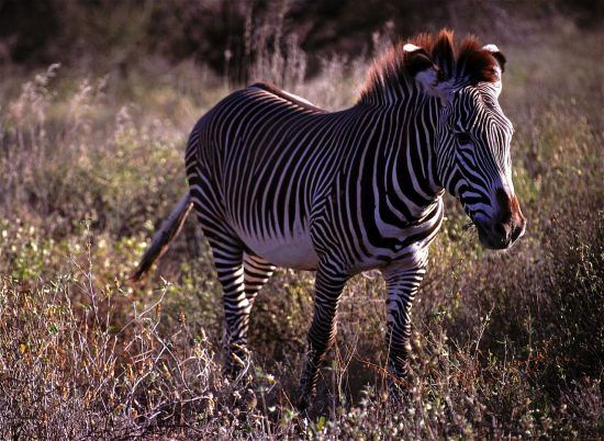 Endangered Grevy's zebra in Africa