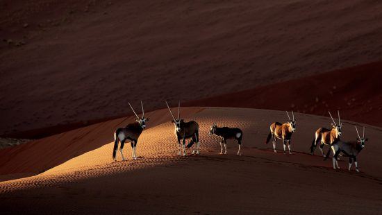 Antilopen Namibia Wüste