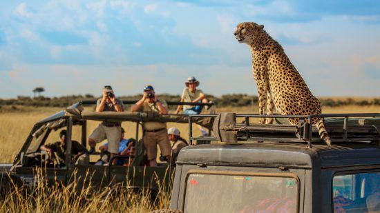 Endangered cheetah sits atop a safari vehicle 