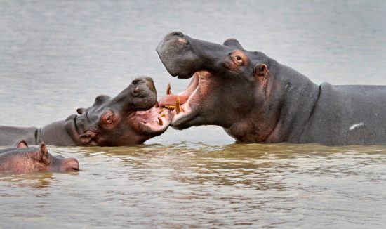 Zwei Flusspferde im Fluss kämpfen spielerisch miteinander - auf Safari in KwaZulu-Natal