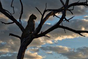 Leopardo em uma árvore ao anoitecer na savana africana