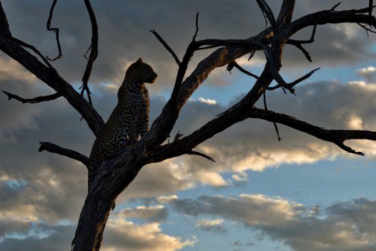 Leopard auf Baum bei Dämmerung