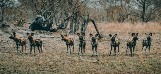 Ein Rudel Wildhunde stehen in einer Linie und lauschen möglicher Beute